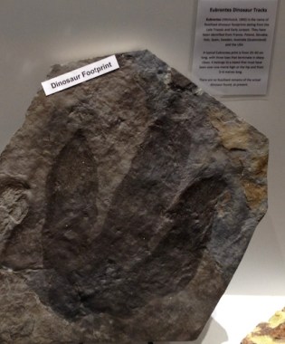 Dinosaur footprint in  Dove and Lyre shop