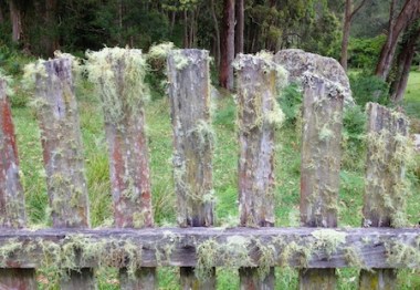 Up close and personal with the fluffiest gate I know