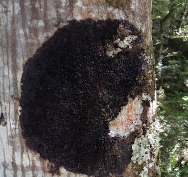 Black Presence or Absence?