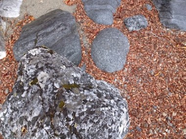 Small beech leaves amongst the rocks