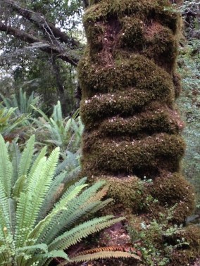 Ribbed tree life. What causes this amazing ribbed growth?