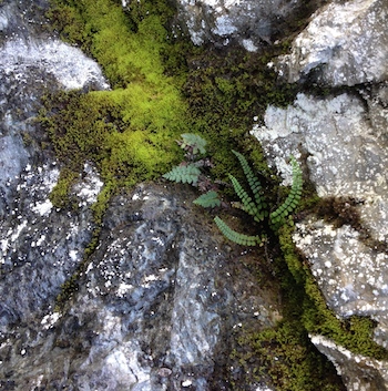 Could you fall through this crack in the earth or could your new growth peep through it?