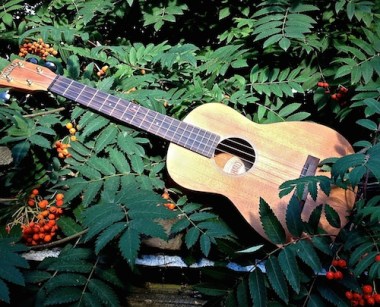Random Acts of Travelling Sculpture Uke and that gorgeous orange/scarlet berry tree which I couldn't identify. Can you help? Sally Swain