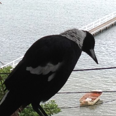 magpie boat photo