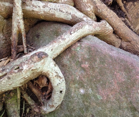 tree rock art therapy