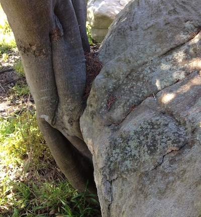 tree rock art therapy