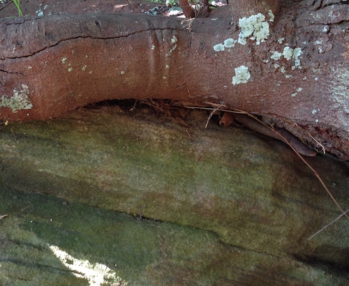 tree rock art therapy