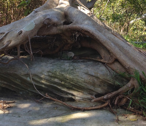 tree rock art therapy