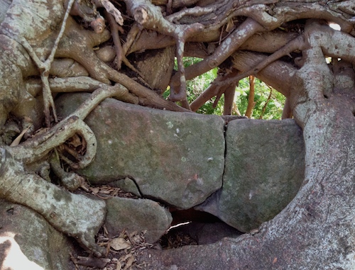 tree rock art therapy