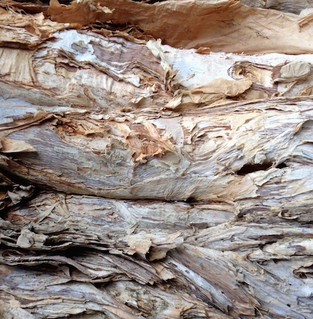 paperbark