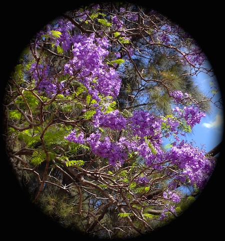 jacaranda photo