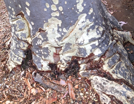 spotted gum tree photo