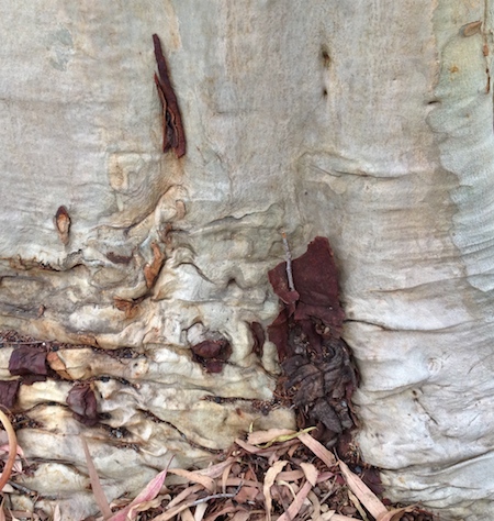 Another Gumtree Ground