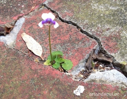 native violet crack growth