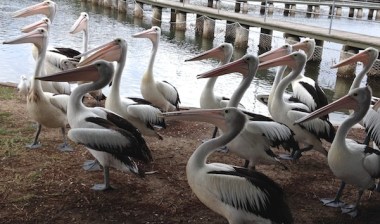 pelican photo wharf Swain