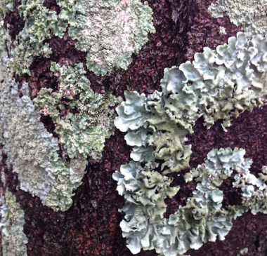 lichen fungus texture