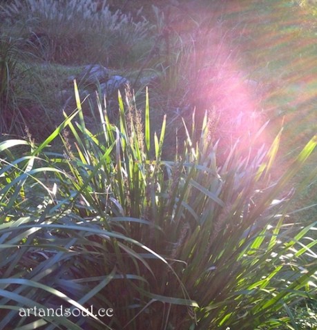 sunrays green pink photo