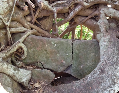 tree root photo