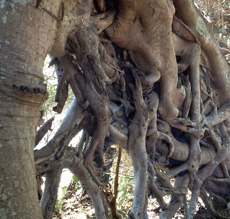 tangled tree Swain photo