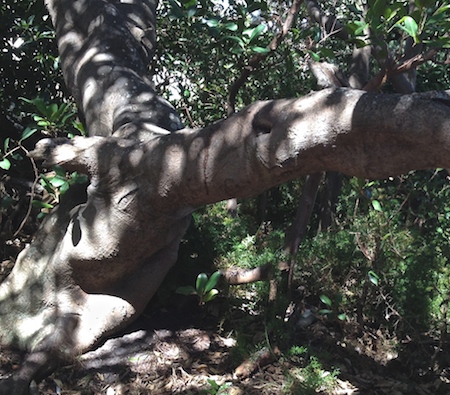 horizontal tree trunk
