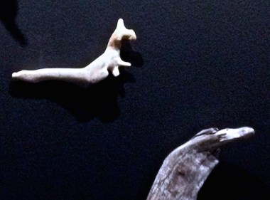 animal form fiona hall