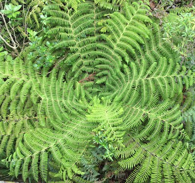 tree fern radiate art