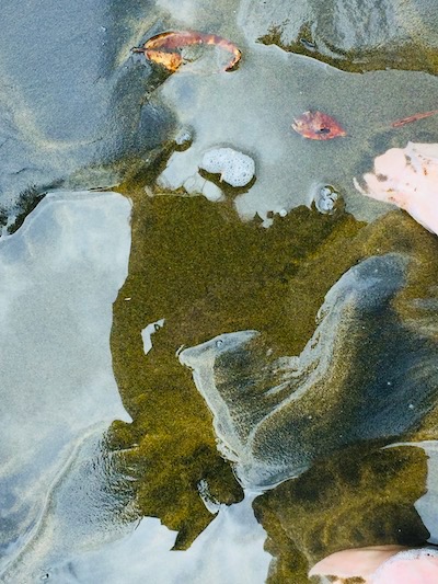 mystery nature photo art