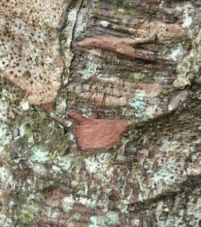 inspiring tree texture