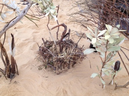 egret driftwood beach installation