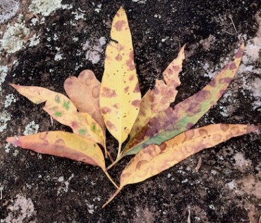 leaf art rock nature Swain