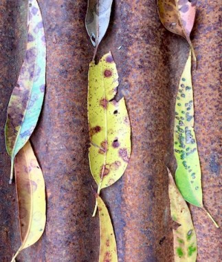 art leaf Swain photo