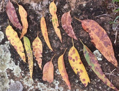 art rock leaf pattern