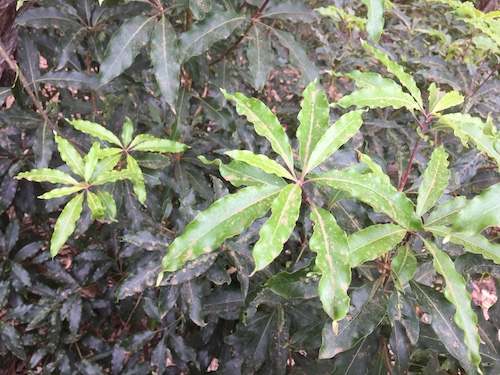 nature art shapes leaves